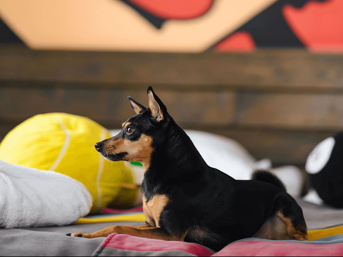 Dog
