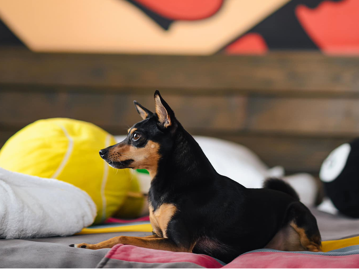 Dog