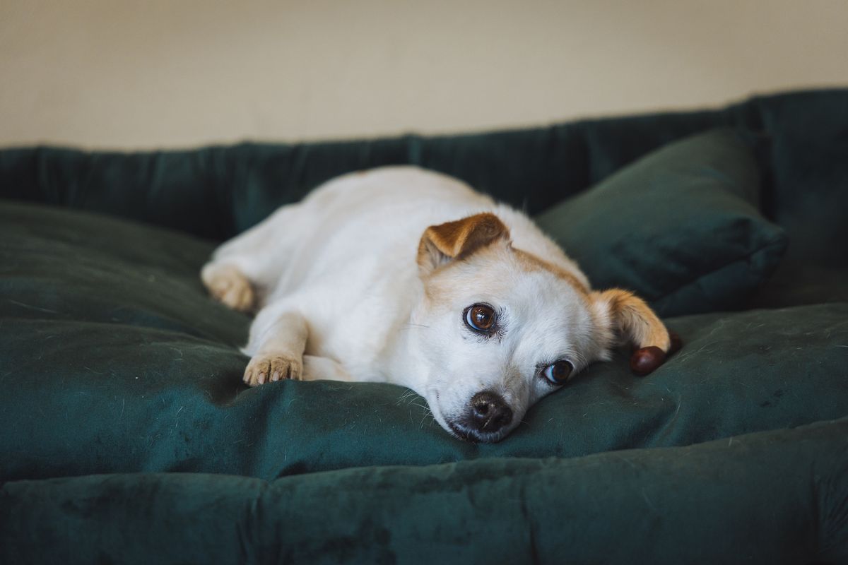 Dog