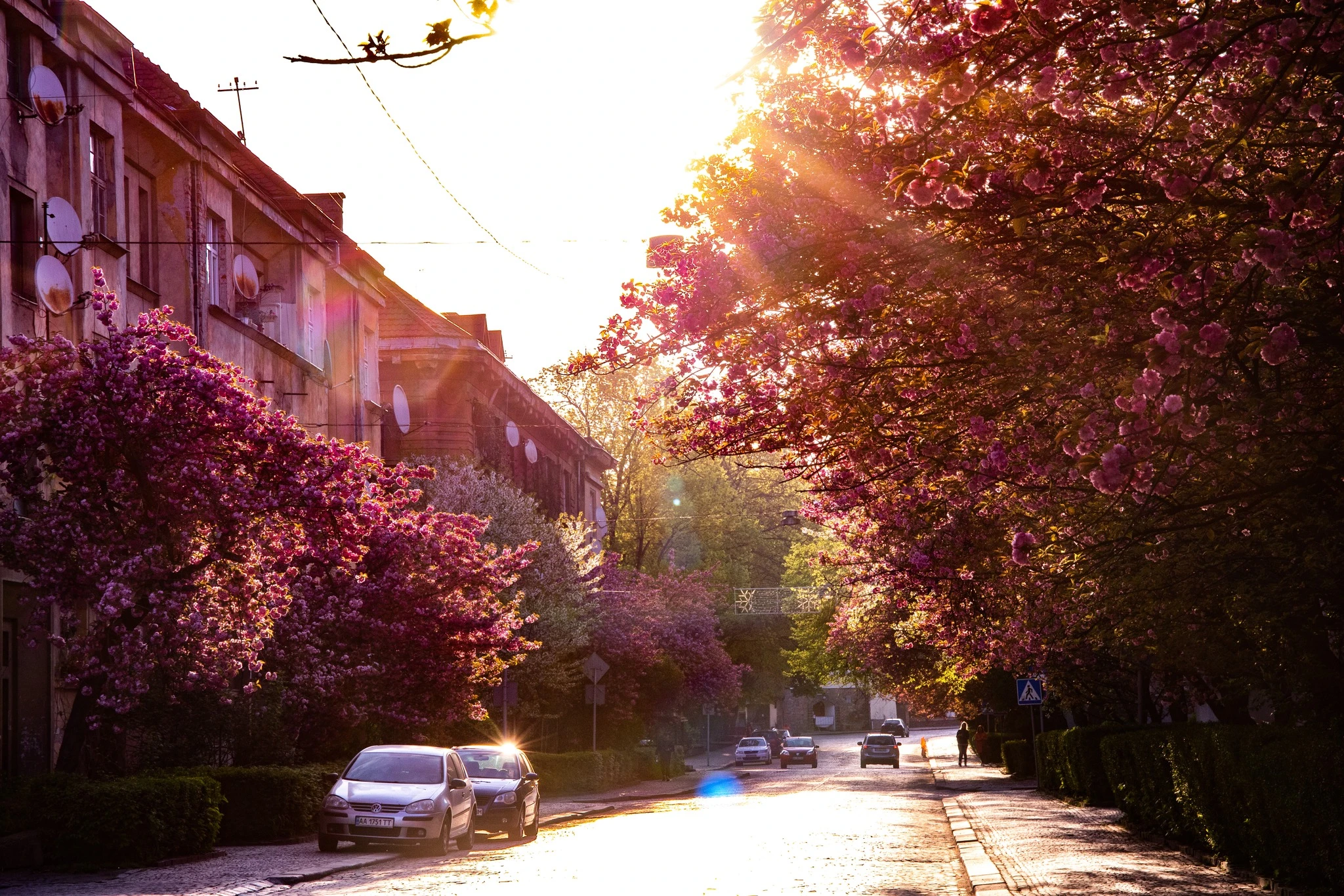 Сакури в Ужгороді: чарівна краса в серці Закарпаття
